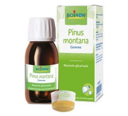 PINUS MONTANA MACERATO GLICERICO 60 ML INT